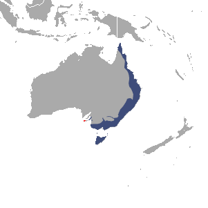 File:Common Ringtail Possum area.png