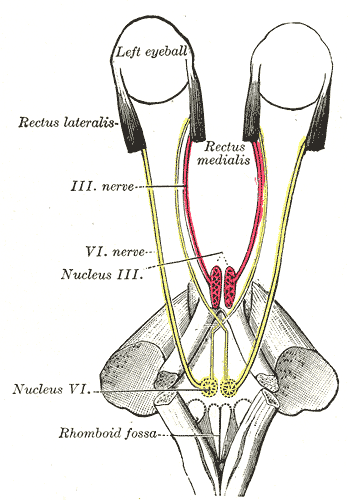 File:Gray785.png