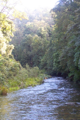 Wilson River New South Wales near Rollands Plains
