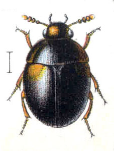 File:Anisotoma humeralis.jpg