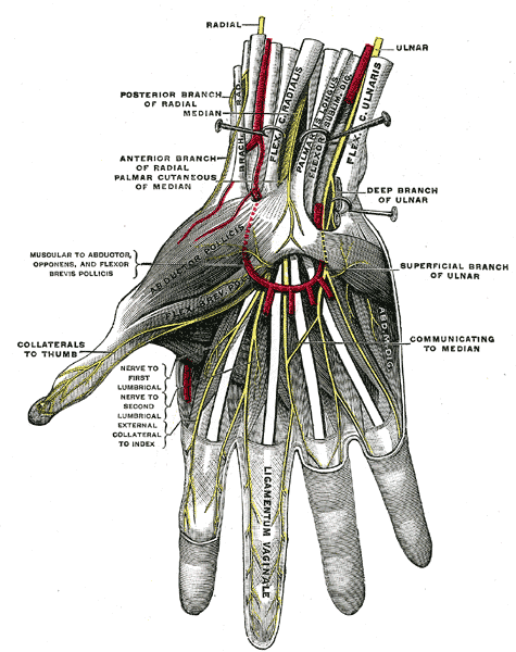 File:Gray815.png