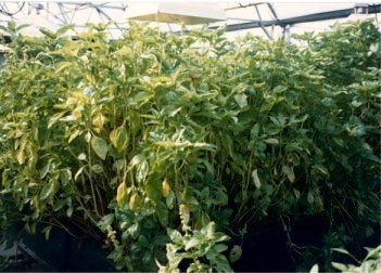 File:Aeroponic-crop-1986.jpg