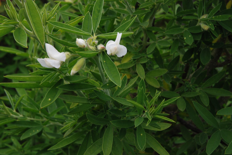File:Chamaecytisus proliferus flowers.jpg