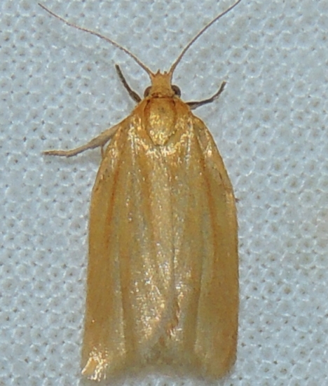 File:Clepsis clemensiana – Clemens' Clepsis Moth.jpg