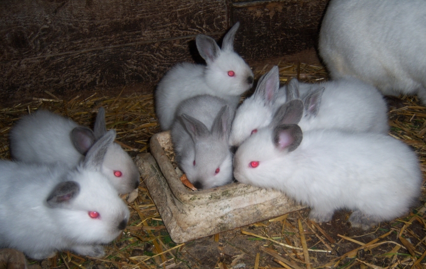 File:Króliki kalifornijskie californian rabbits.jpg