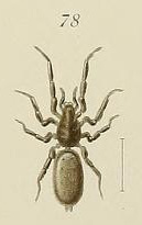 Z. asiatica