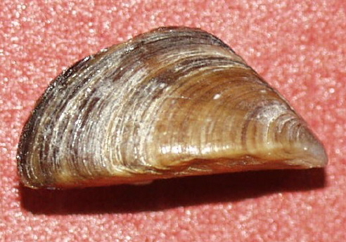 File:Dreissena polymorpha2.jpg
