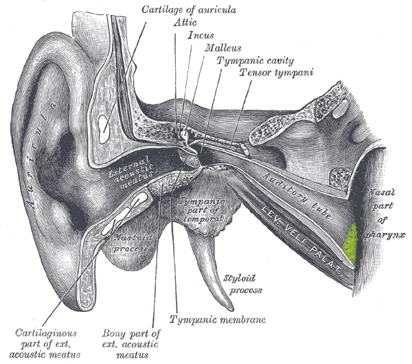 File:Gray907-B.png