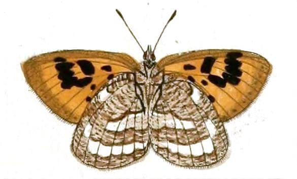 File:Thestor protumnus1.JPG