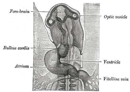 File:Gray460.png