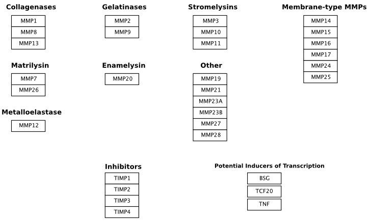 File:Matrix Metalloproteinases.png