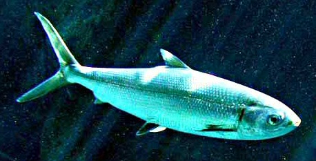 File:Milkfish.jpg
