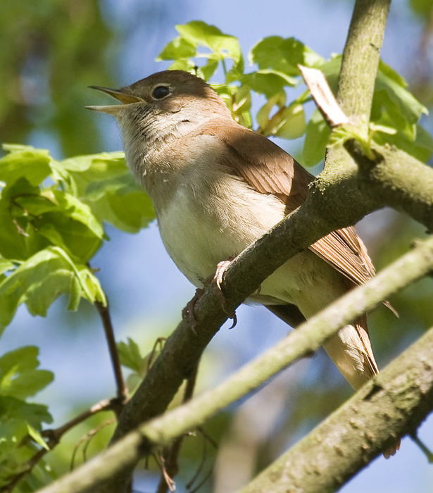 File:Nachtigall (Luscinia megarhynchos)-2.jpg