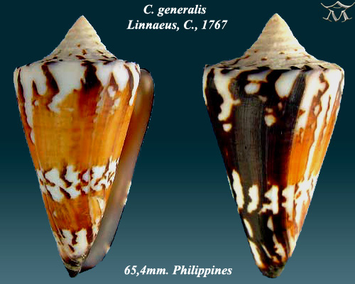 File:Conus generalis 6.jpg