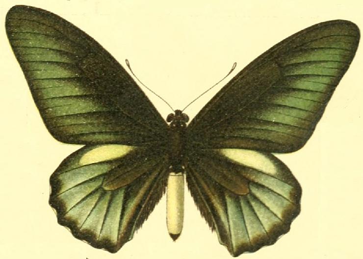 File:Battus belus.JPG