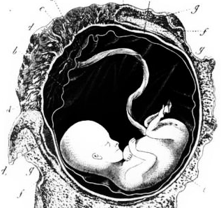 File:Ernst Heinrich Philipp August Haeckel.- Anthropogenie, baby, placenta (cropped).png