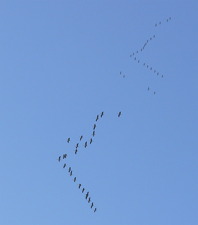 File:Grus grus flocks.jpg