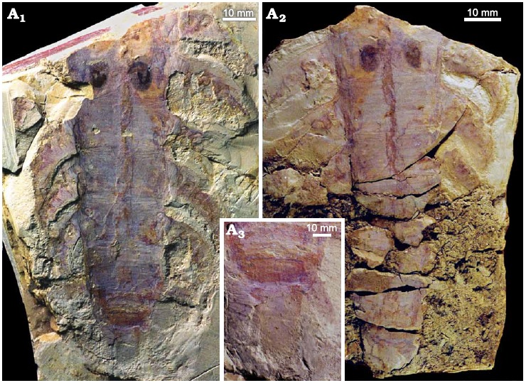 File:Jianshanopodia decora.jpg