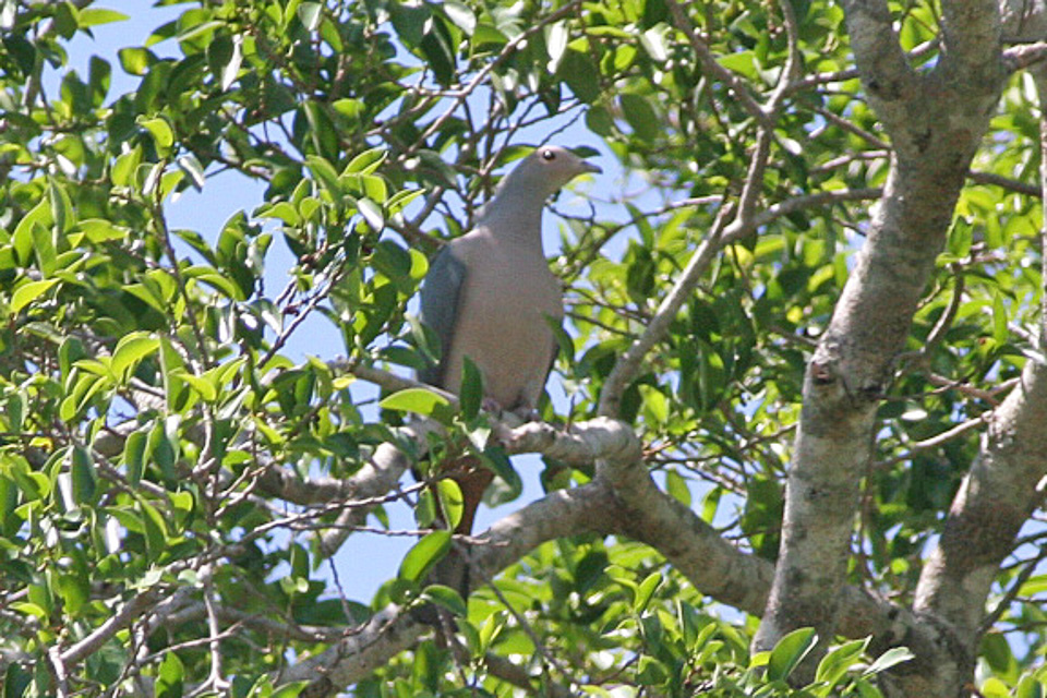 File:Pink-headed Imperial Pigeon (8074116303).jpg