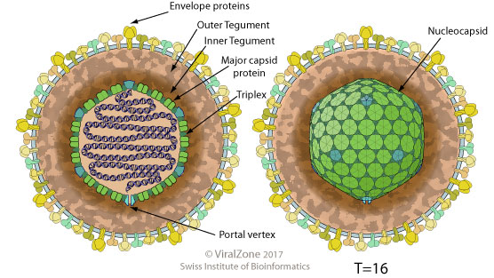 File:Herpesviridae virion.jpg