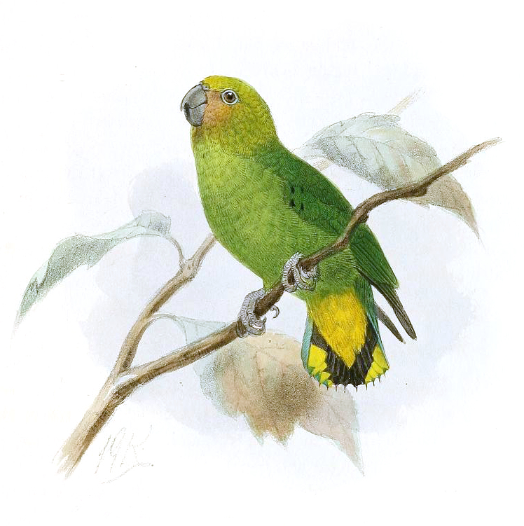 File:NasiternaPygmaeaFKeulemans.jpg