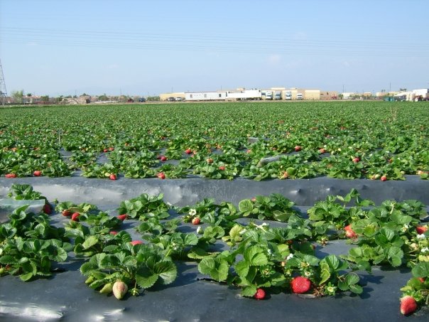 File:Plasticulture.jpg