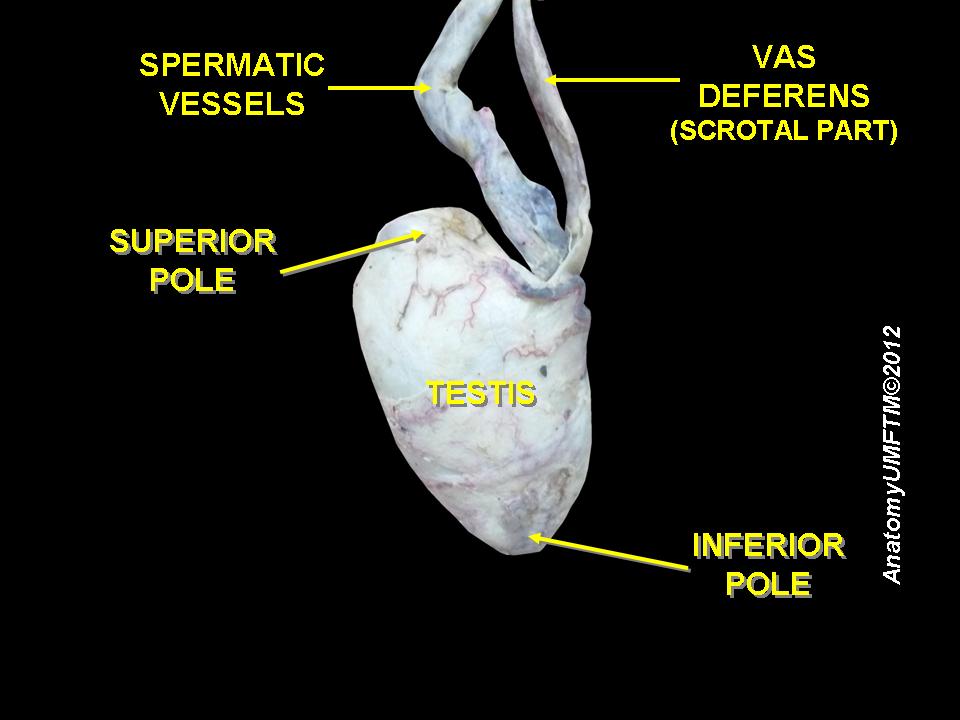File:Slide2CC.JPG