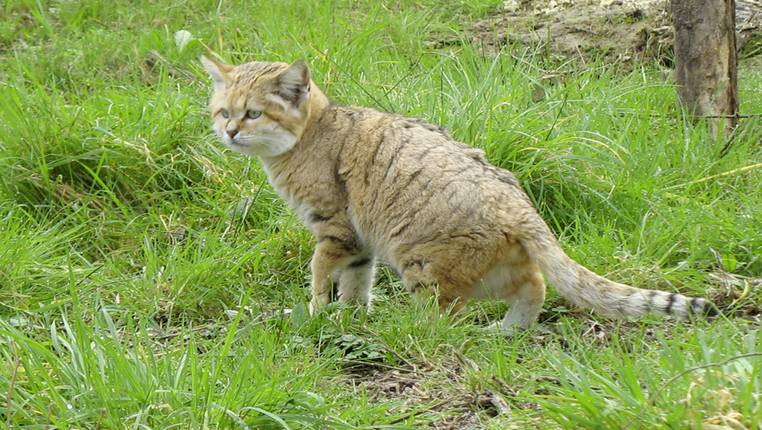 File:Chat des sables.jpg