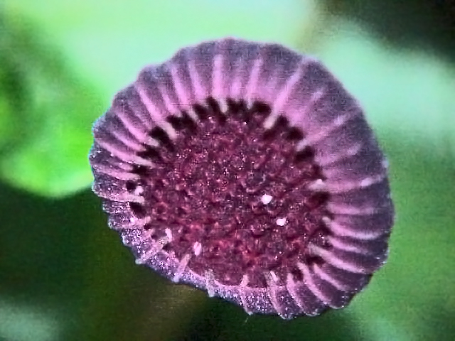 File:Dorstenia nervosa0.jpg