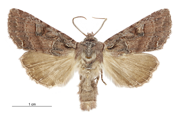 File:Graphania olivea male.jpg