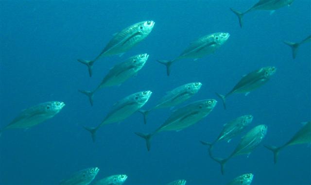 File:Torpedo scads.jpg
