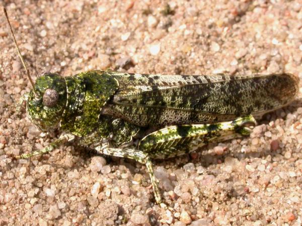 File:B tuberculata-W.jpg