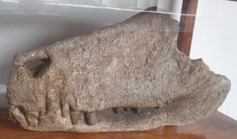 File:Barinasuchus Arveloi.JPG