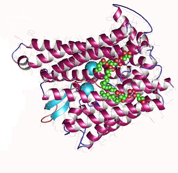 File:Ferroportin with Hepcidin bound.jpg
