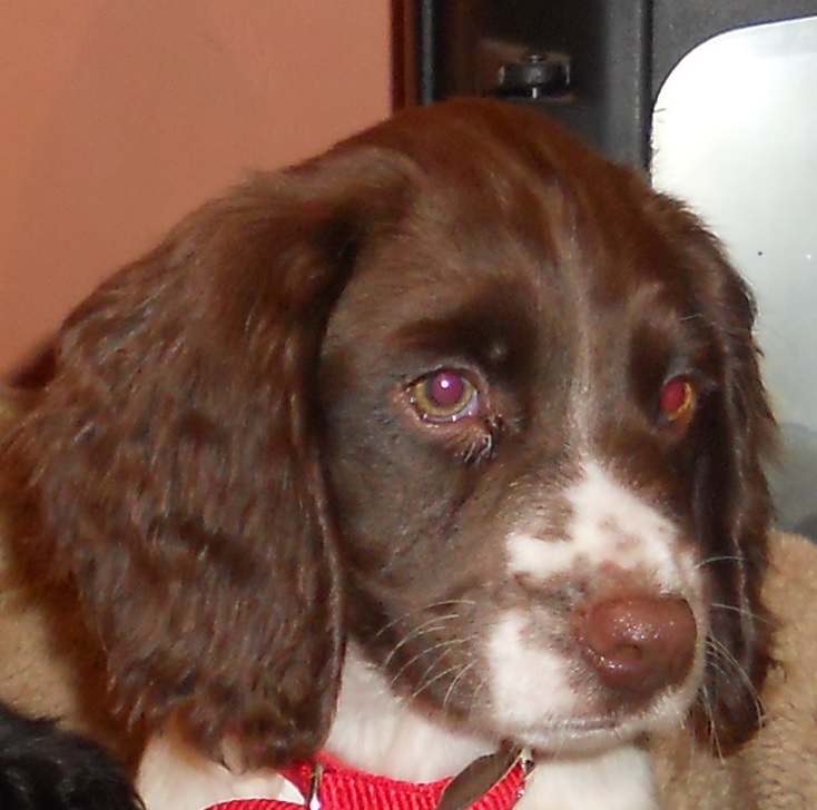 File:Holly English Springer Spaniel.jpg