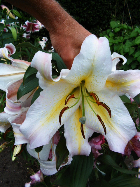 File:Lilium auratum var. platyphyllum.jpg