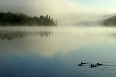 File:Four-loons.jpg