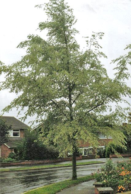 File:Ulmus × viminalis 'Pulverulenta', Bedford before 1991.jpg