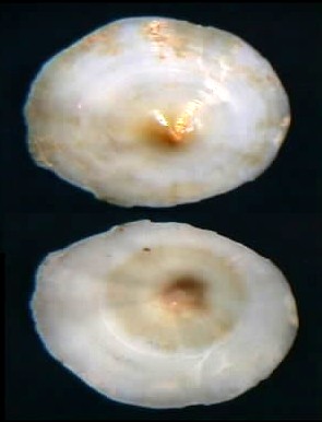 File:Umbraculum umbraculum 000.jpg