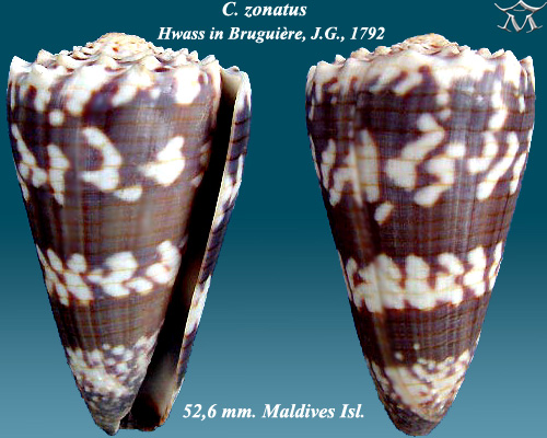 File:Conus zonatus 1.jpg