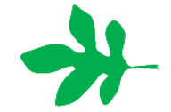File:Leaf morphology lobed.png