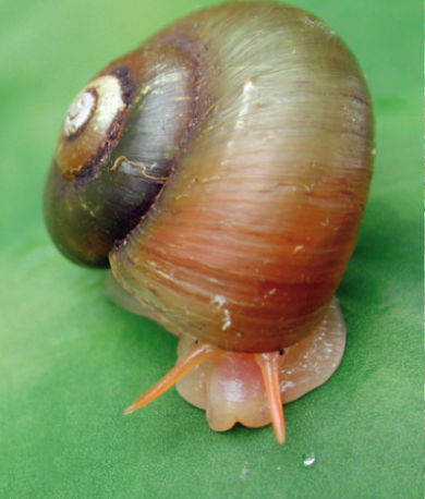 File:Amphicyclotulus amethystinus.png