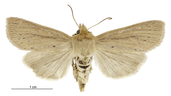 File:Tmetolophota lissoxyla female.jpg