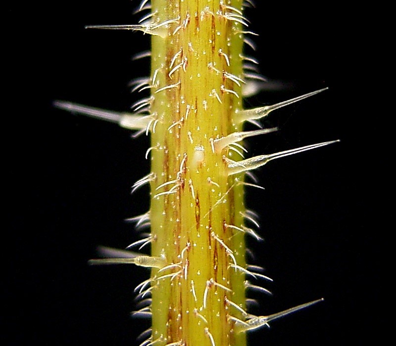 File:Urtica dioica38 ies.jpg
