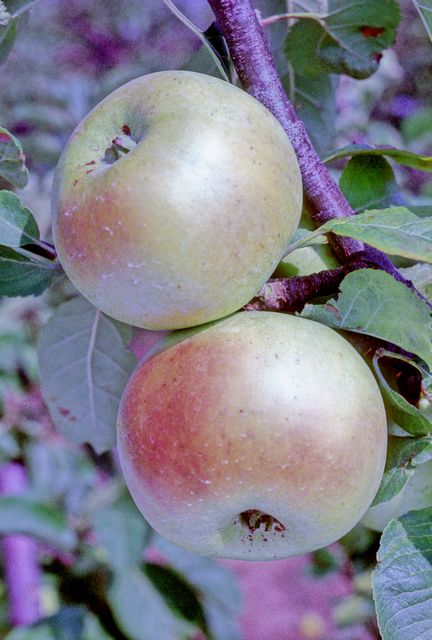 File:Stirling Castle on tree, National Fruit Collection (acc. 2000-090).jpg