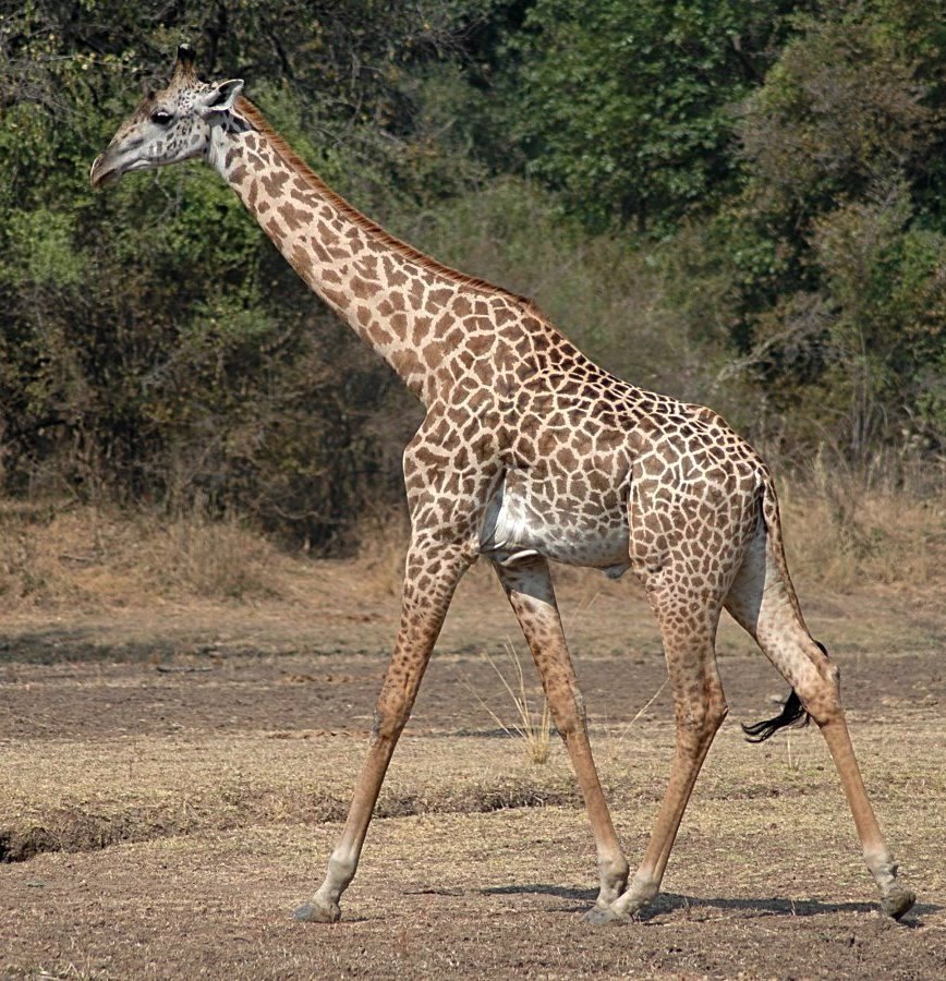 File:Giraffe Walking Square, flip.jpg