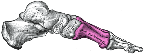 File:Gray290 - Mratatarsus.png