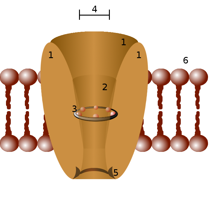 File:Ion channel.png