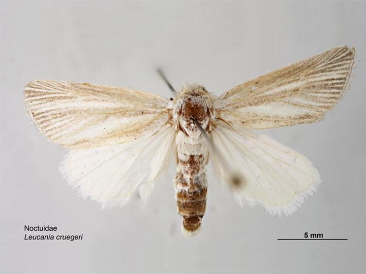 File:Leucania cruegeri dorsal.jpg