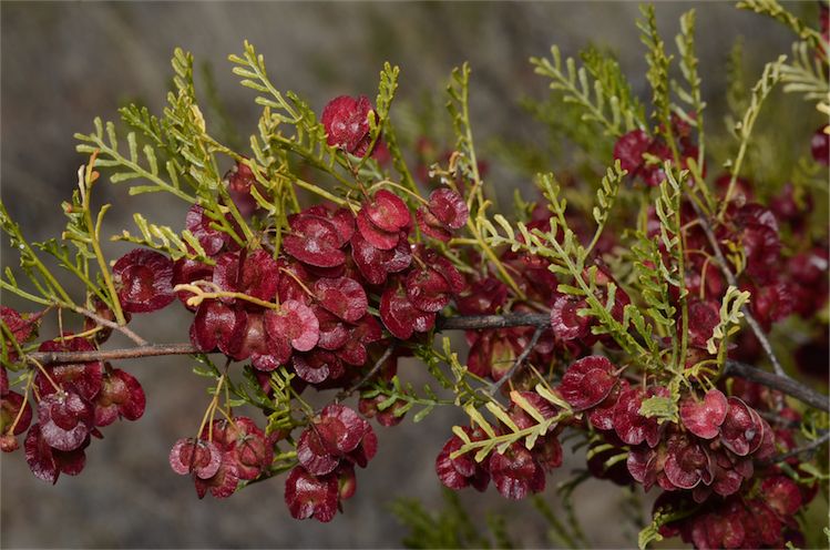 File:Dodonaea sinuolata.jpg
